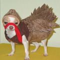 Turkey Dog