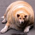 Very Fat Dog